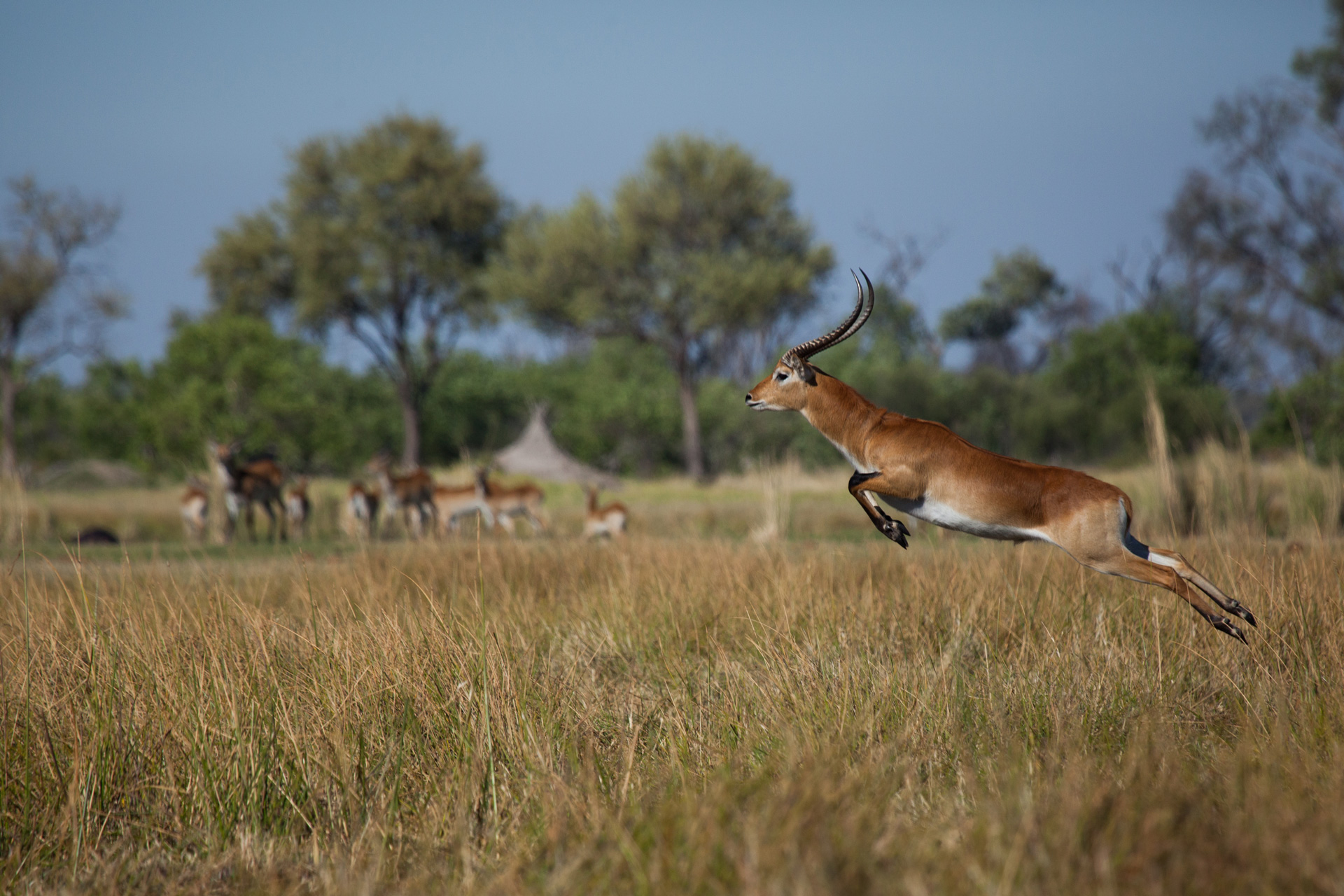 Botswana1