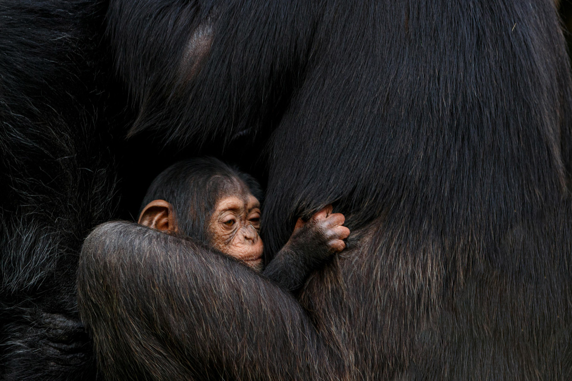 Congo