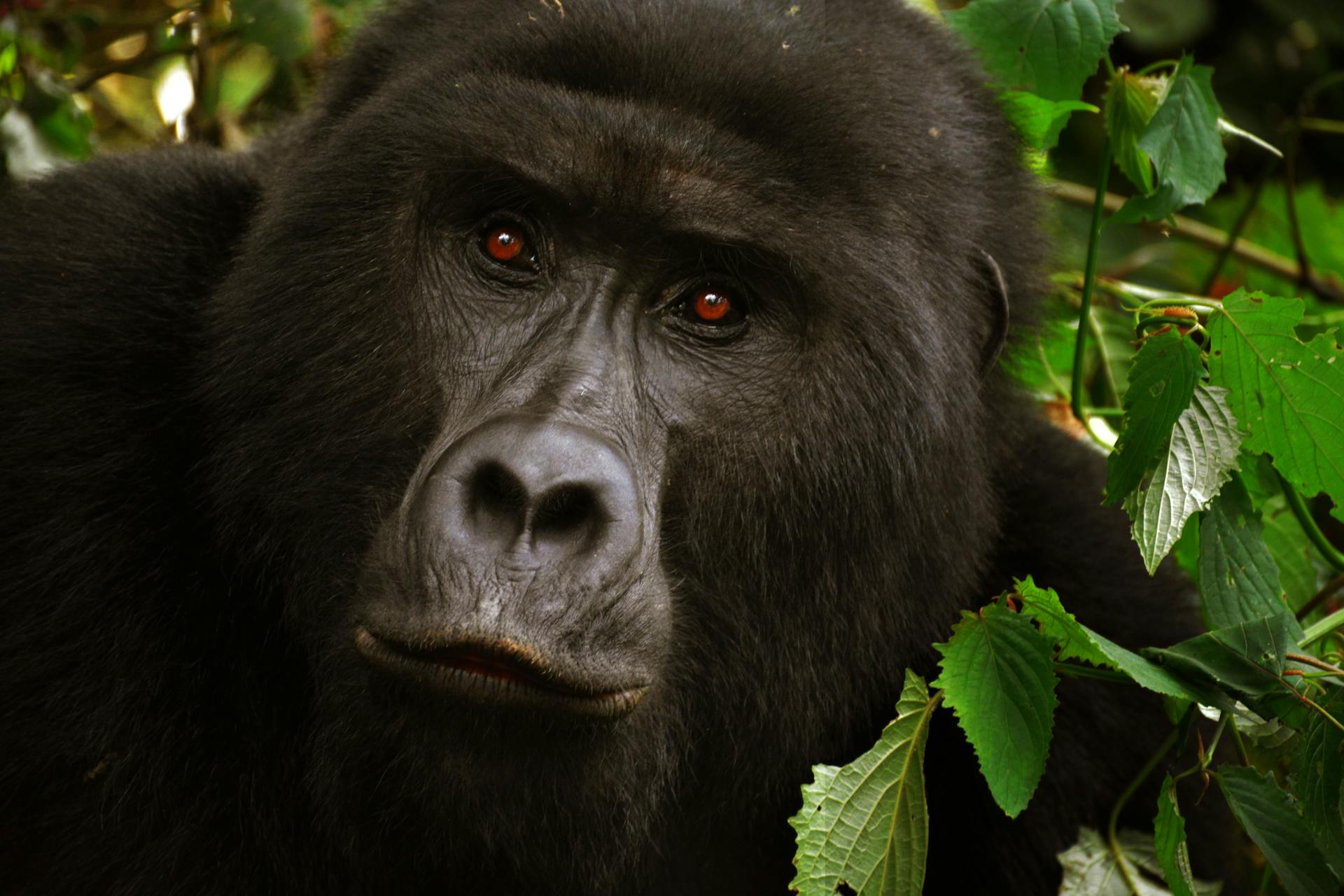 Rwanda