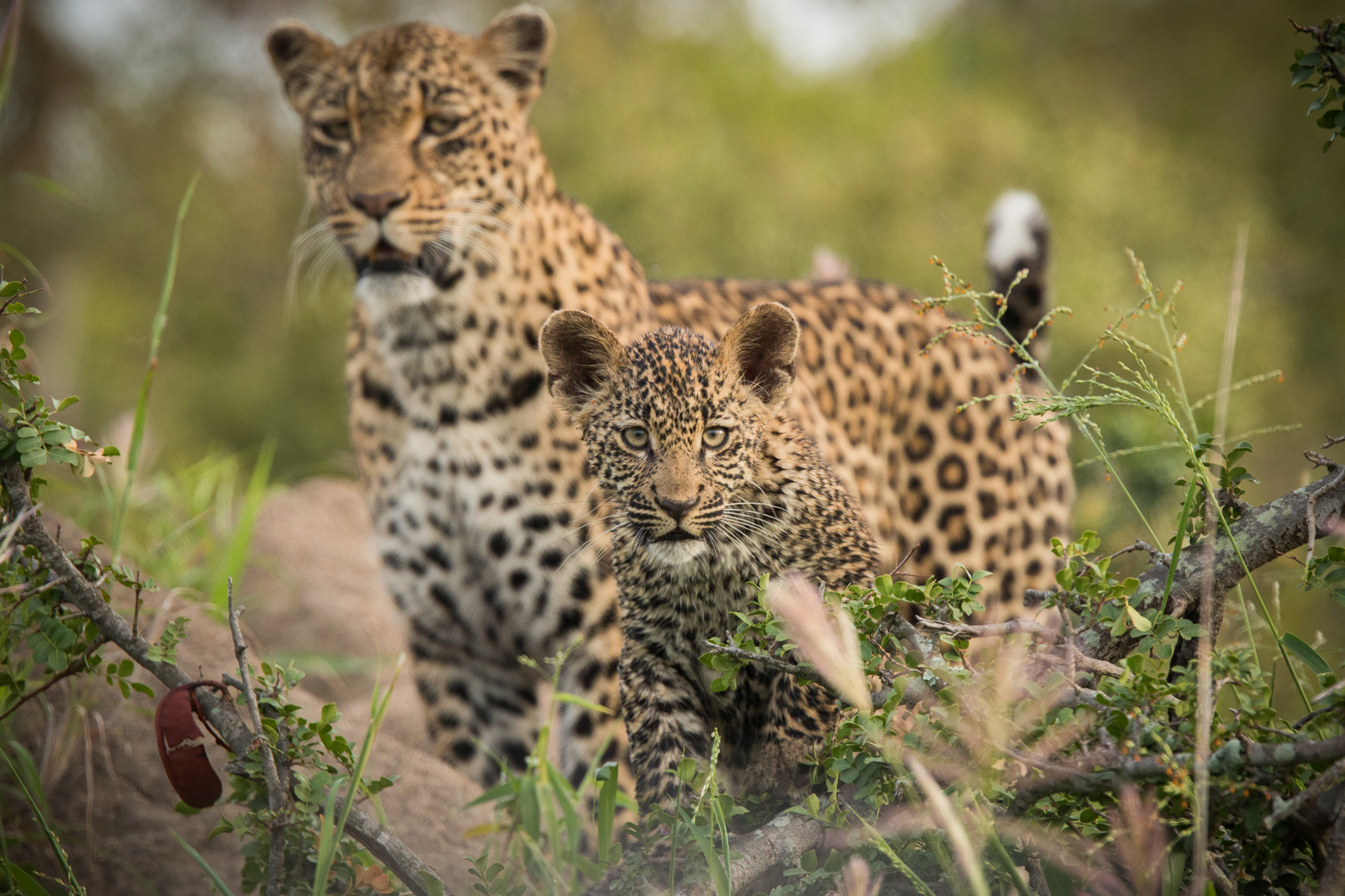South-Africa