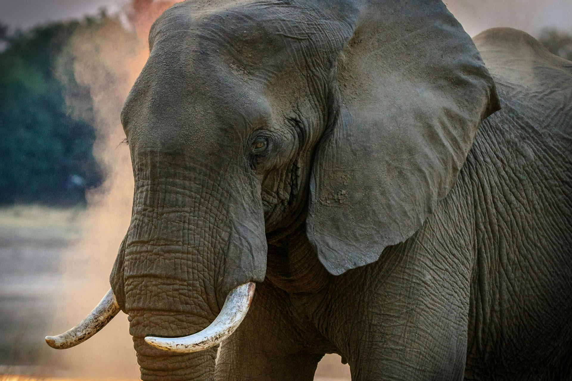 Zambia